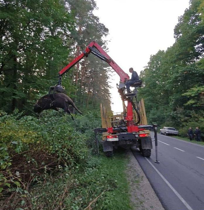 700-кілограмовий зубр загинув під колесами вантажівки на трасі біля Шептицького