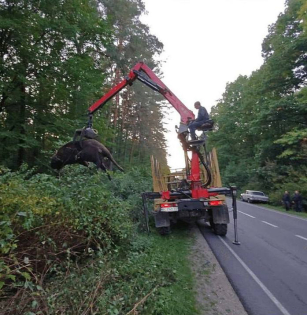 700-кілограмовий зубр загинув під колесами вантажівки на трасі біля Шептицького